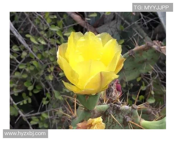 海南足球星崛起：年轻球员带领海南足球走向新辉煌的未来展望